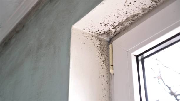 Best Black Mold Removal  in Woodbine, IA