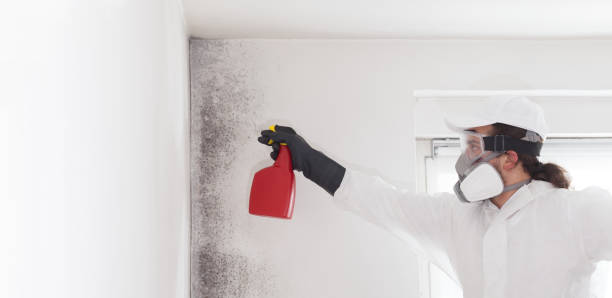 Best Best Mold Removal Companies  in Woodbine, IA
