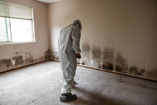 Best Toxic Mold Removal  in Woodbine, IA