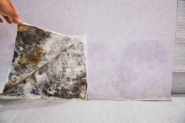 Certified Mold Removal in Woodbine, IA